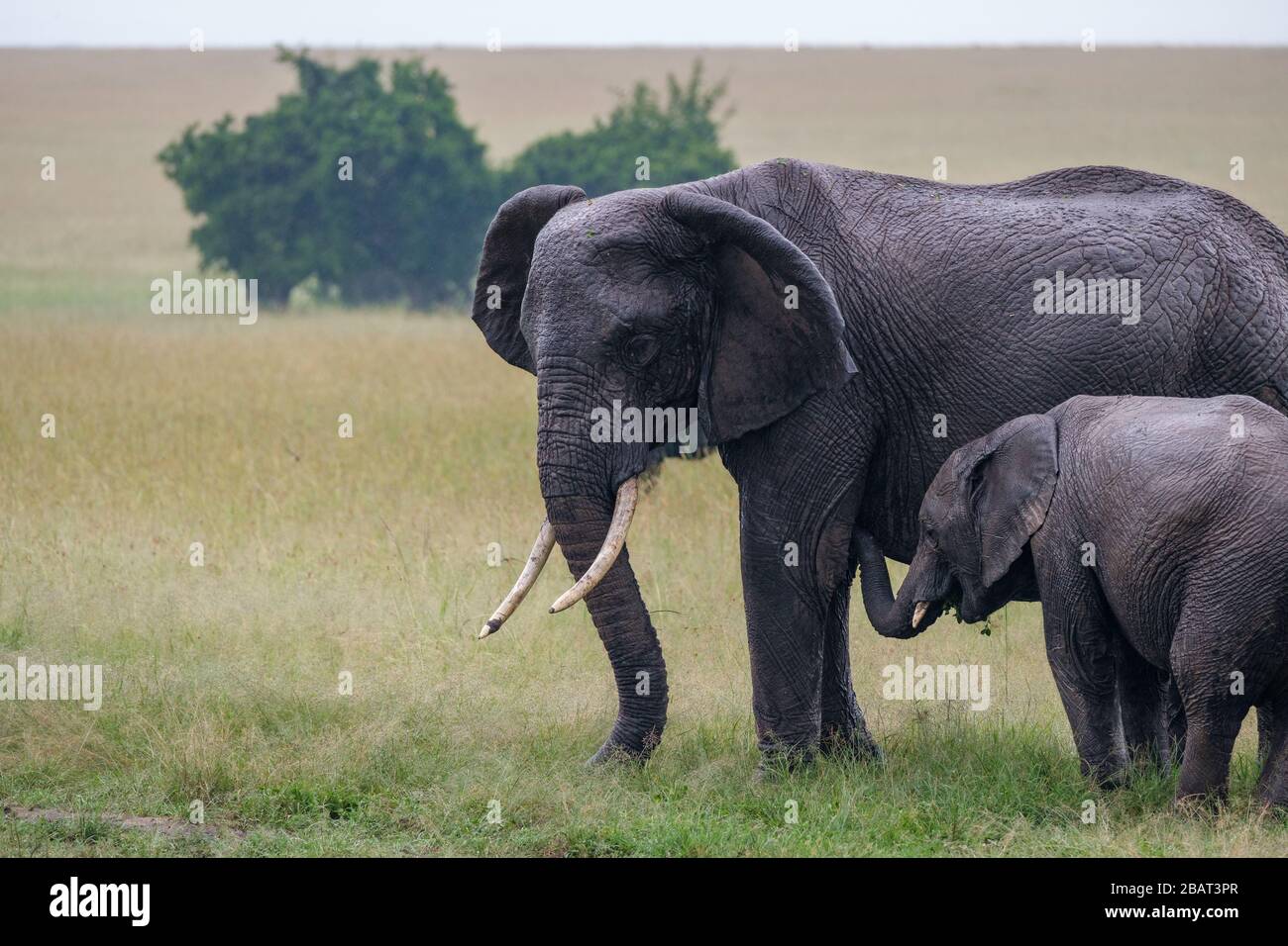 Une mère et un jeune éléphant mangeant ensemble dans l'herbe, Masai Mara, Kenya Banque D'Images
