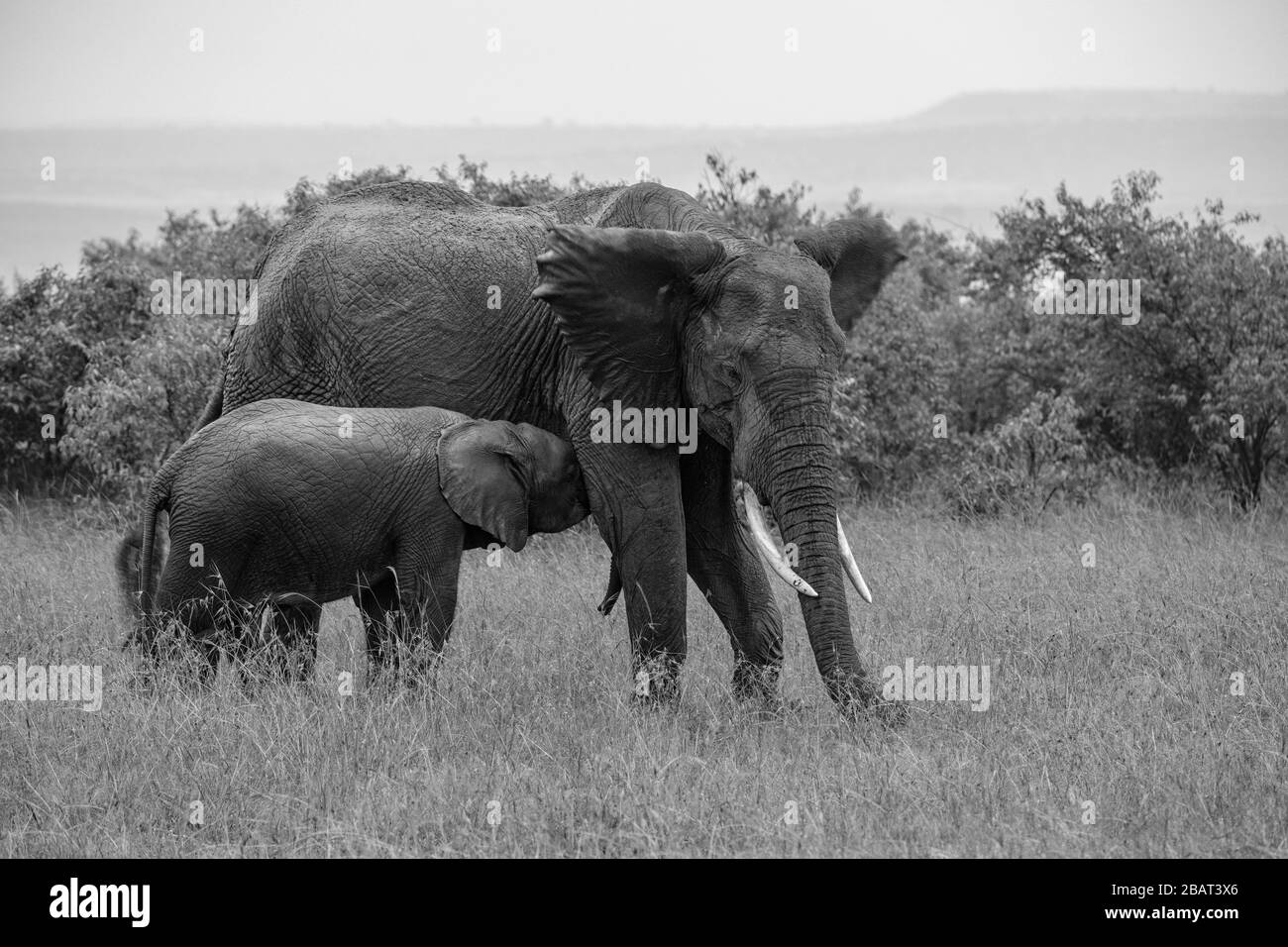 Un jeune éléphant se couddle dans sa mère, Masai Mara, Kenya, en noir et blanc Banque D'Images