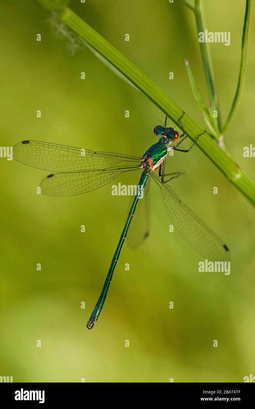 Damselfly Emeraude. International Douro, Portugal Banque D'Images