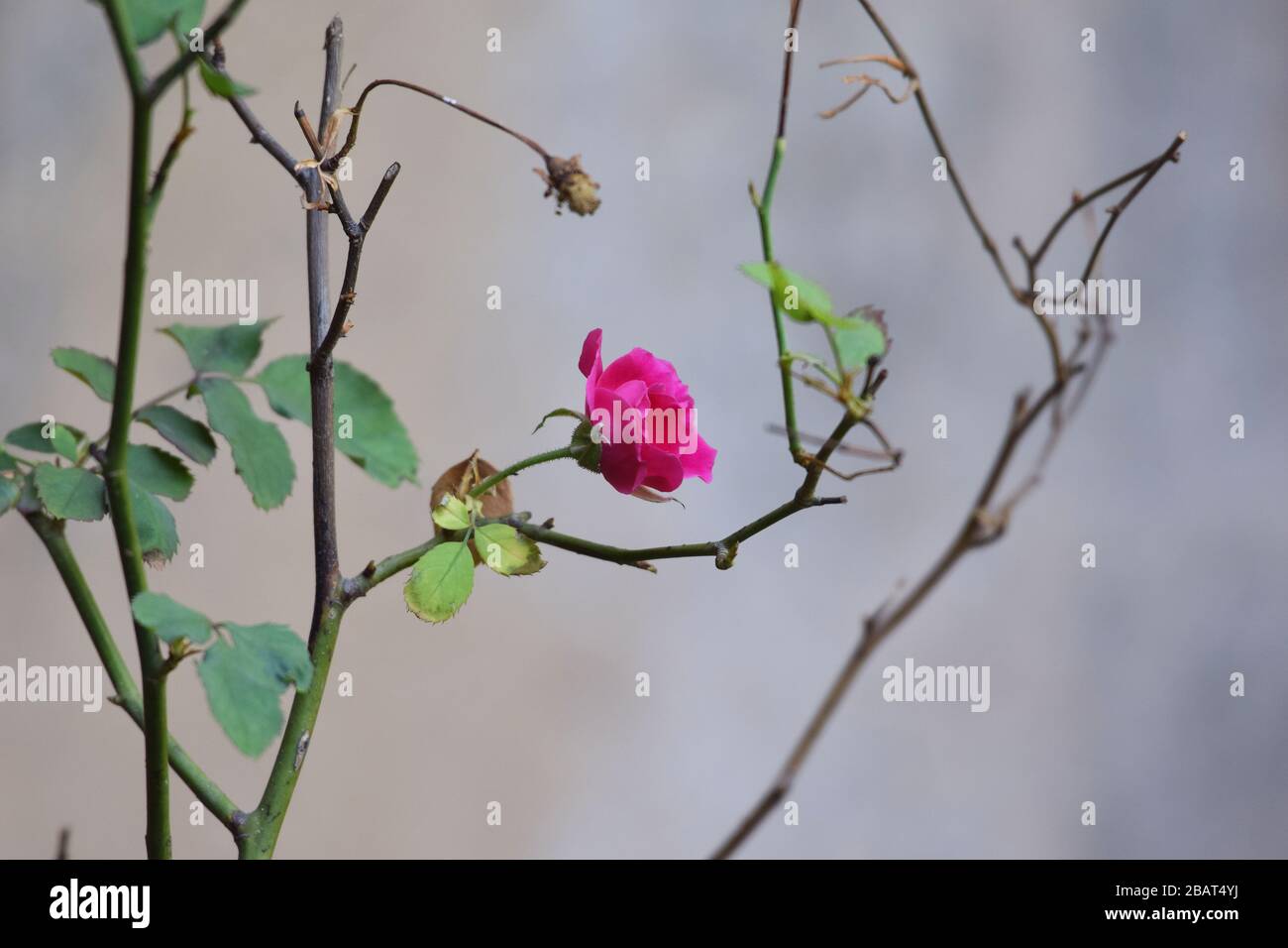 Bourgeon de rose indienne fleuri. Desi gulab rose de petites roses délicates trouvées en inde. La rose indienne sert également à préparer des plats comestibles et à la garniture Banque D'Images