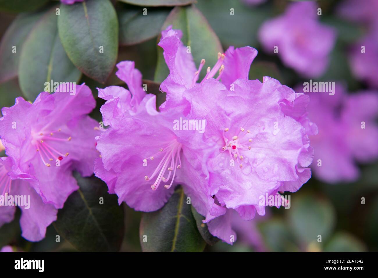 Un Rhododendron National rhododendron garden Banque de photographies et d’images à ...