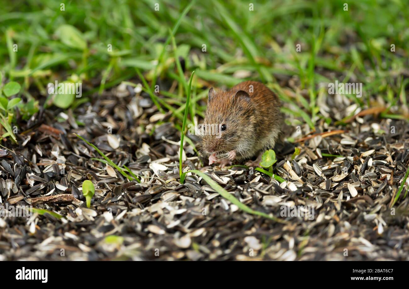 La souris se nourrissant sur une graine de tournesol sous un oiseau de l'engraissement. Banque D'Images
