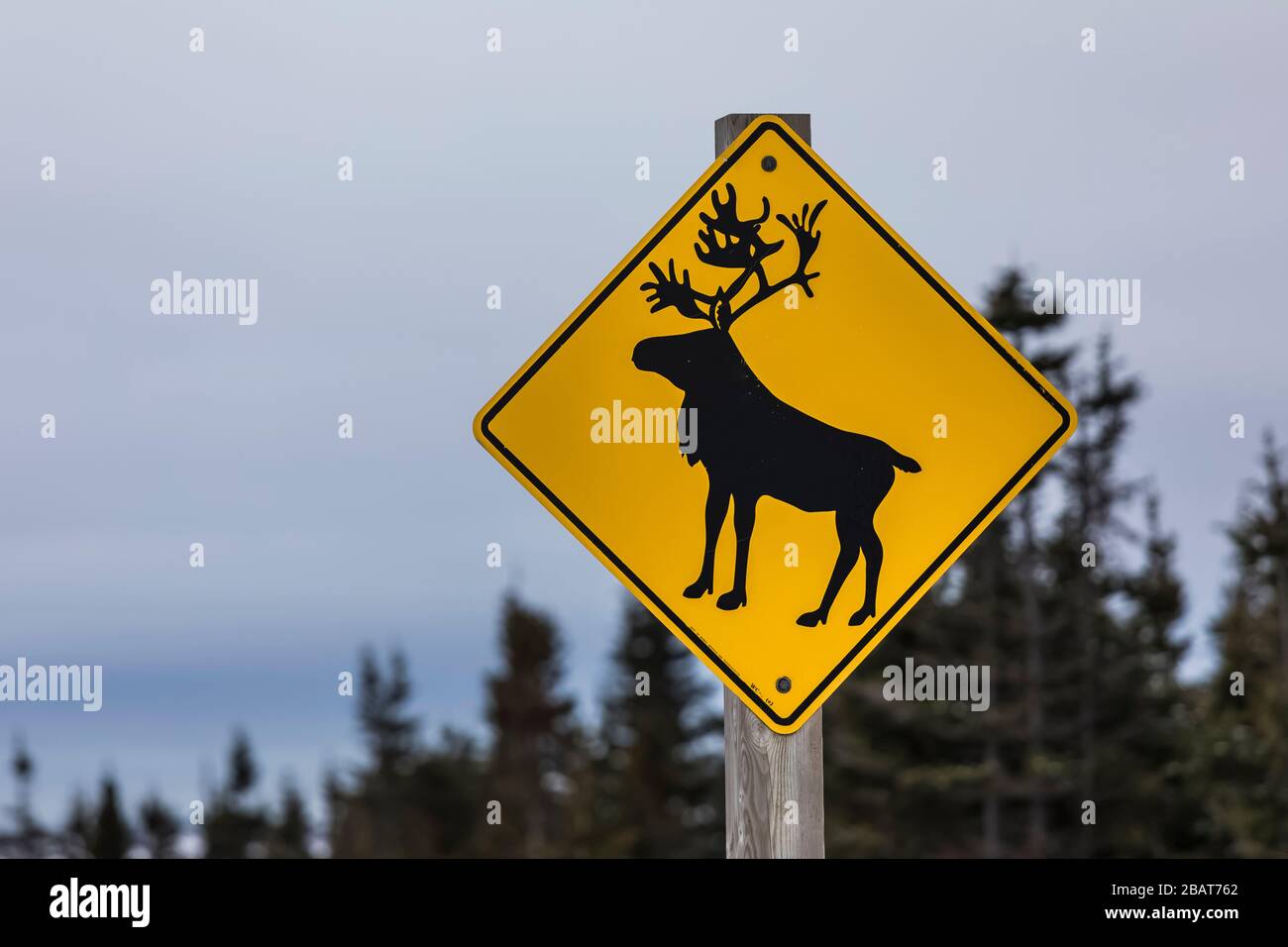 Panneau de mise en garde des caribous le long de la route sur l'île Fogo, à Terre-Neuve, au Canada Banque D'Images