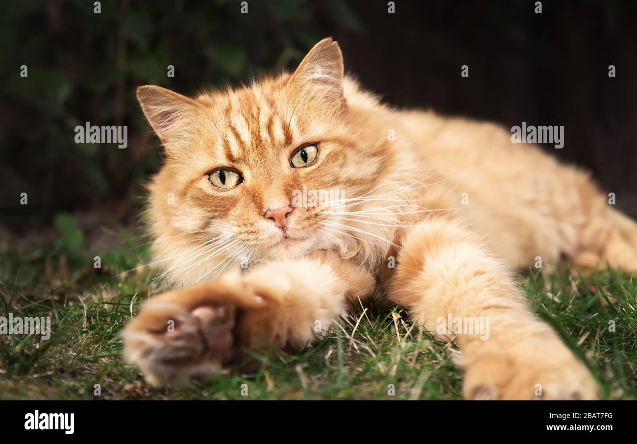 Gros plan sur un chat de gingembre allongé sur l'herbe dans le jardin, au Royaume-Uni. Banque D'Images