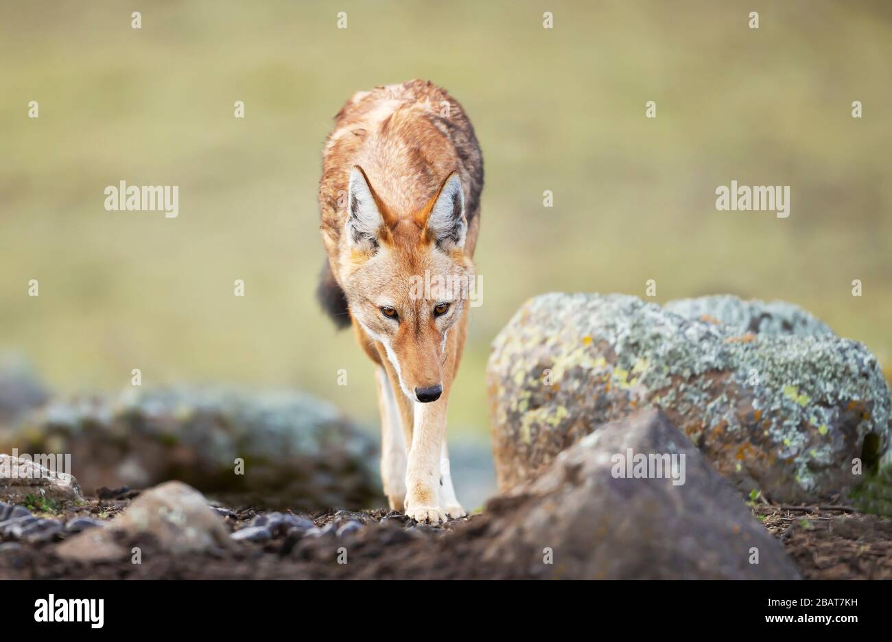 Près du loup éthiopien (Canis simensis) dans les hautes terres des montagnes de Bale, Ethiopie. Banque D'Images