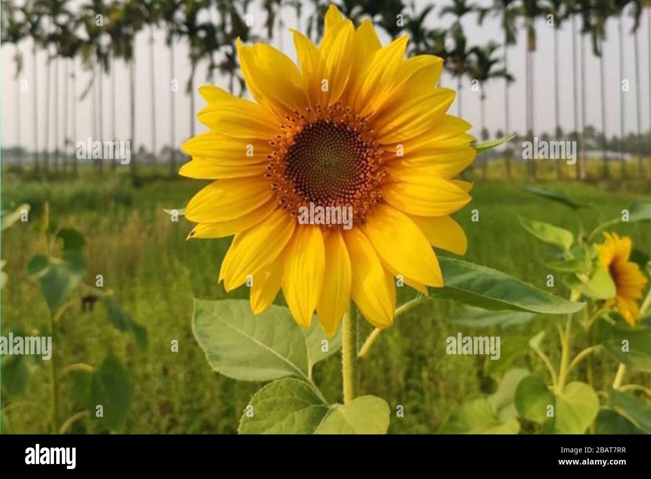 Tournesol jaune dans le plus grand champ Banque D'Images