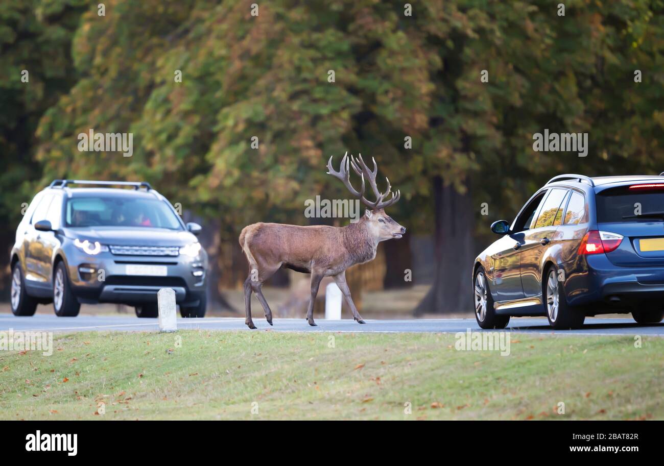 Cerf rouge dans l'environnement urbain, Royaume-Uni. Banque D'Images