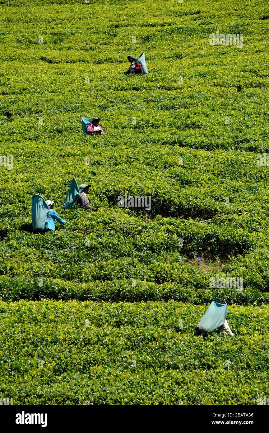 Sri Lanka, Nuwara Eliya, plantation de thé, tamoul femmes pluchant des feuilles de thé Banque D'Images