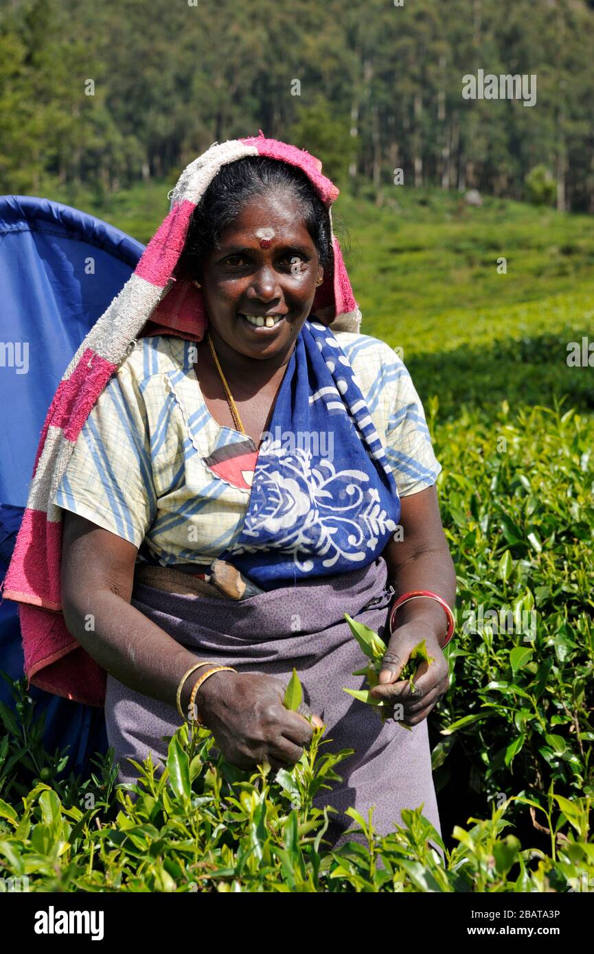 Sri Lanka, Nuwara Eliya, plantation de thé, femme tamoule cueillant des feuilles de thé Banque D'Images