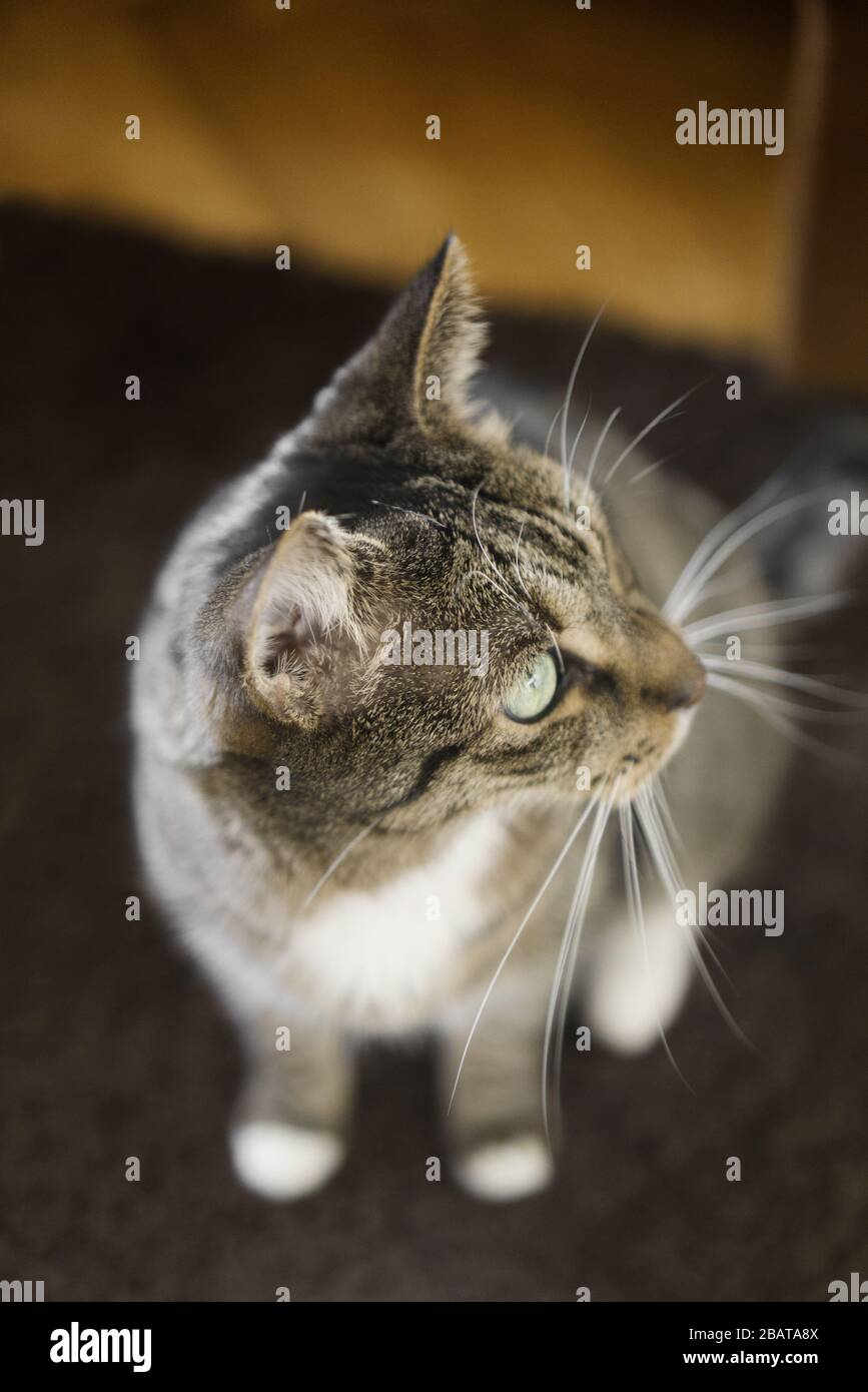 Tabby chat assis avec la tête tournée à gauche, fond flou, se concentrer sur l'oreille de chat Banque D'Images