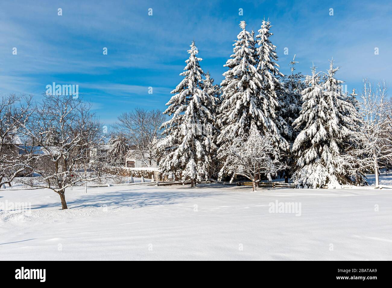 La neige a couvert des arbres à feuilles persistantes Banque D'Images