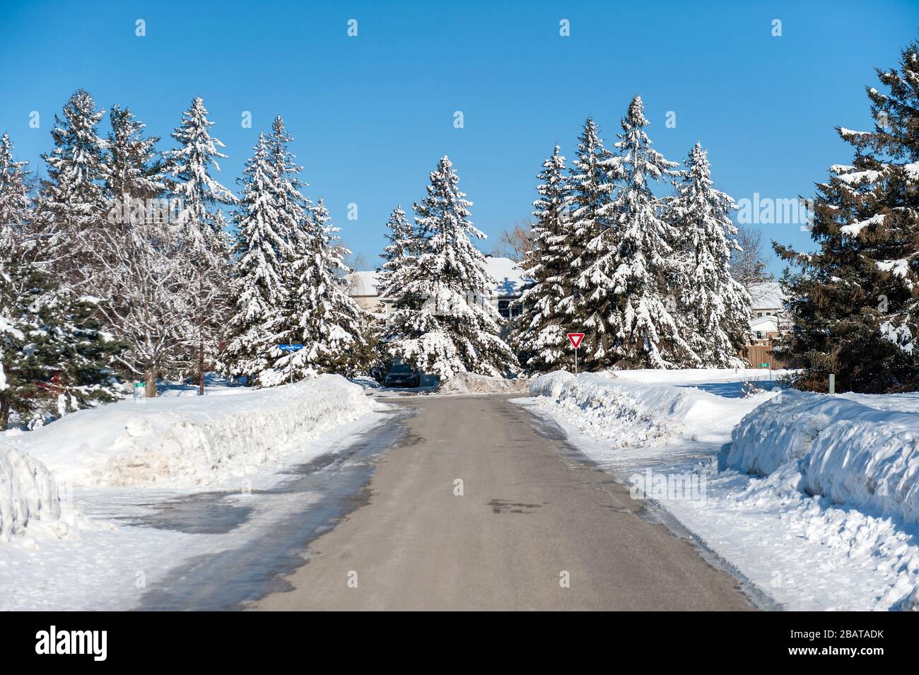 arbres couverts de neige de banlieue Banque D'Images