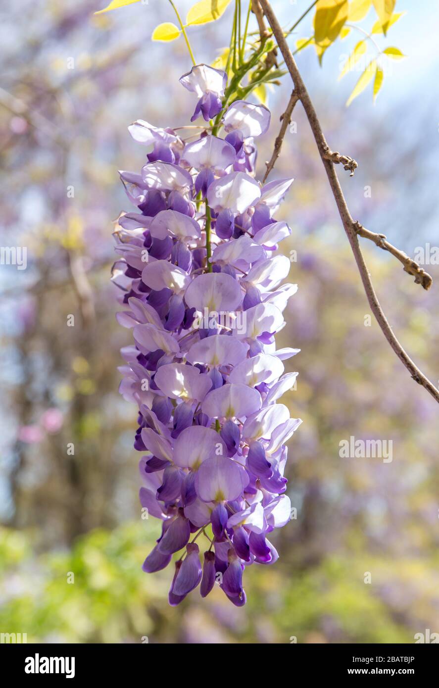 Gros plan d'une fleur pourpre de wistérie au printemps. Banque D'Images