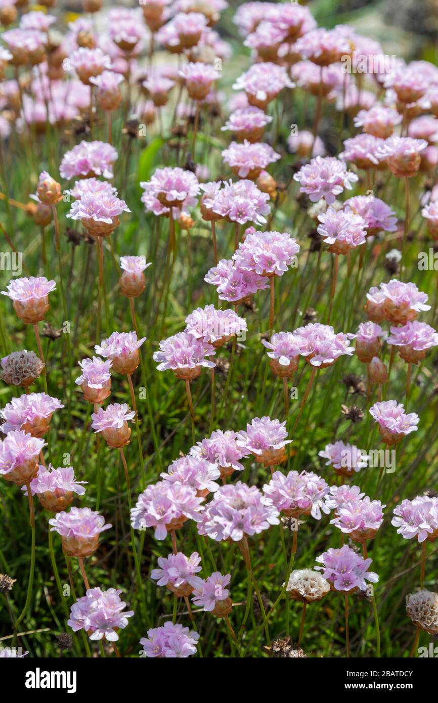 Ethrift, Armeria pungens, fleurs sur le pavé calcaire, Ponta de Sagres, Sagres point, Algarve, Portugal Banque D'Images