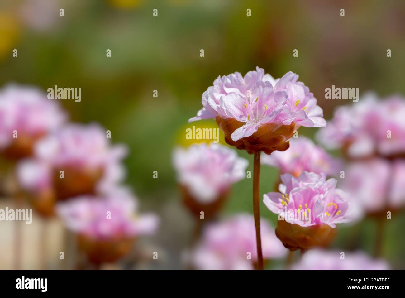 Ethrift, Armeria pungens, fleurs sauvages sur le pavé calcaire, Ponta de Sagres, Sagres point, Algarve, Portugal Banque D'Images