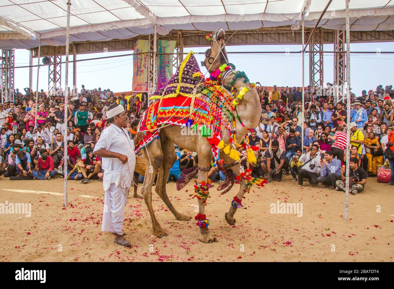 danse à dos de chameau à la foire de chameau de pushkar rajasthan inde Banque D'Images
