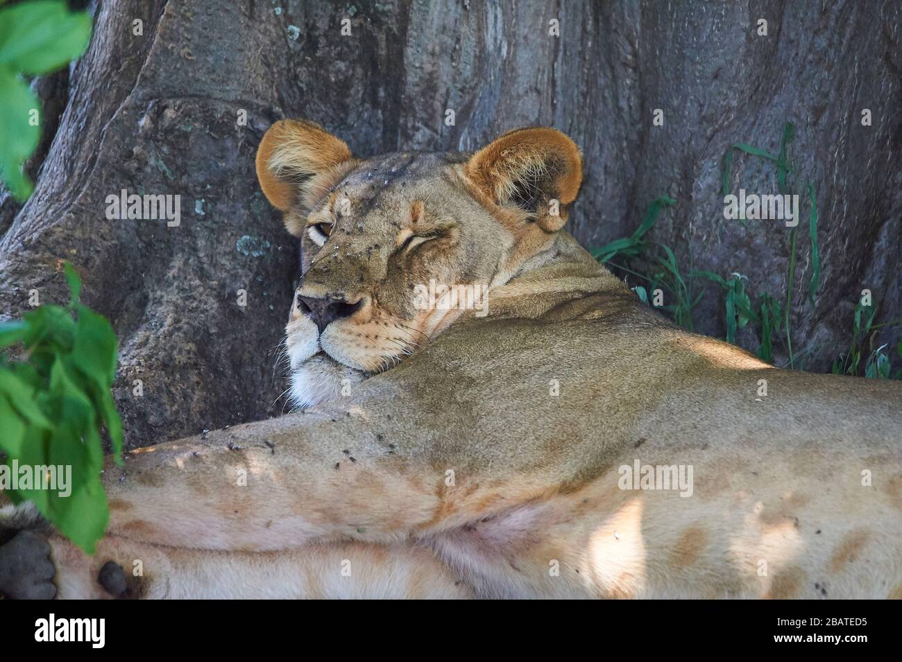 Une lioness reposant à l'ombre pendant la chaleur du jour Banque D'Images