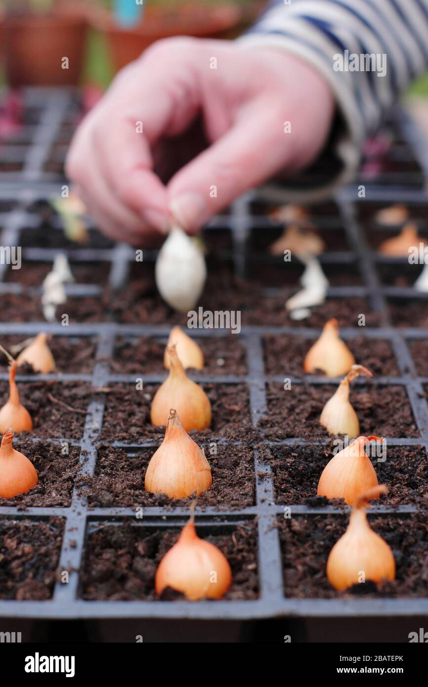 Allium cepa 'Centurion' et 'Snowball'. Planter des ensembles d'oignons dans les modules à l'intérieur pour leur donner un démarrage fort jusqu'à ce que le sol se réchauffe. Banque D'Images