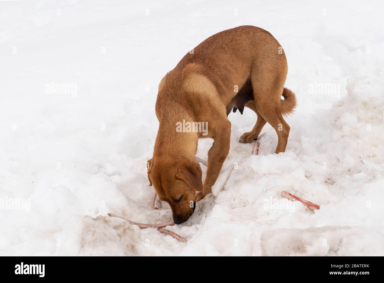 Chien de la femelle errant brun ou rouge mangeant l'os sur la neige aux pieds de ses chiots Banque D'Images