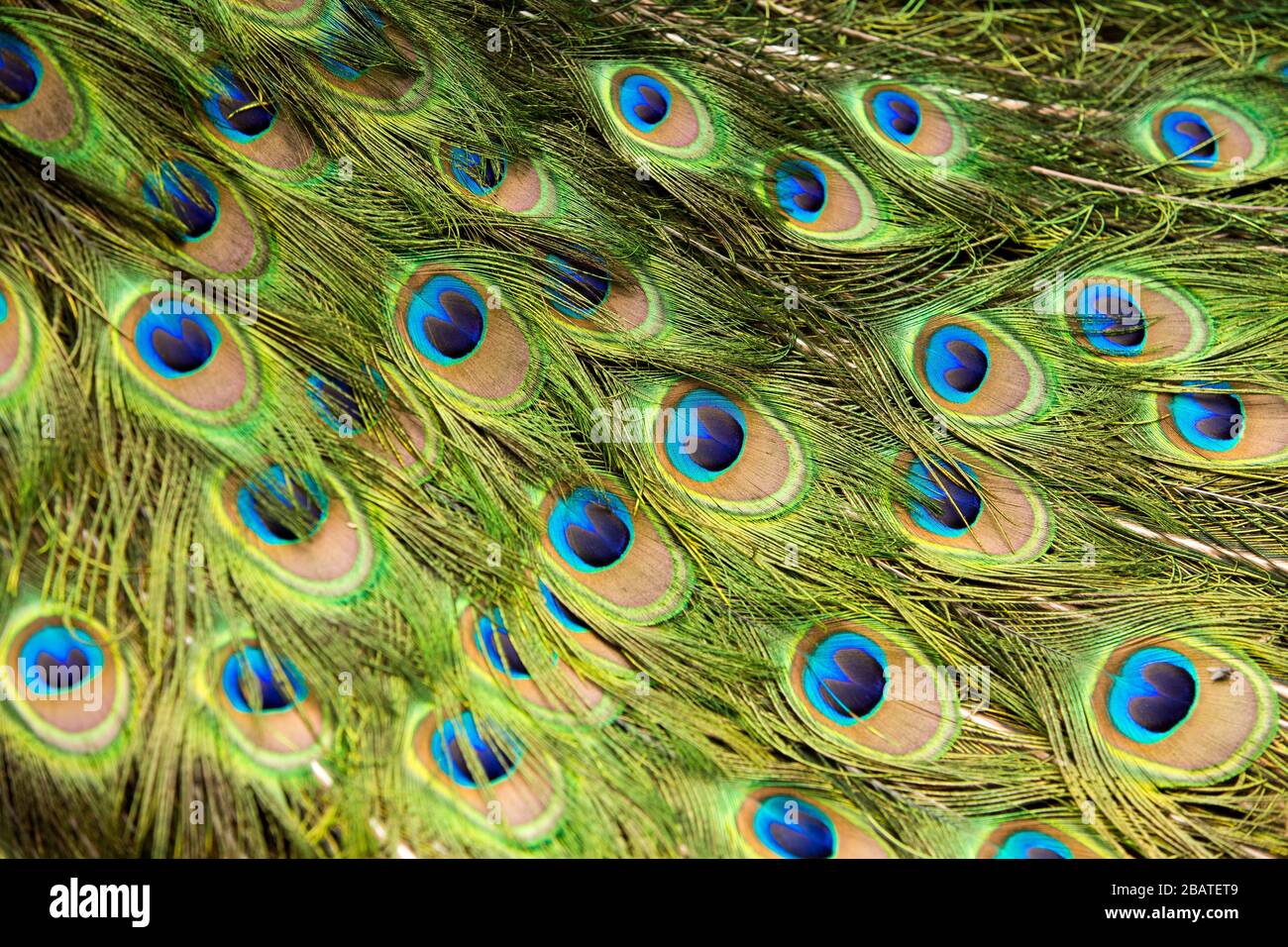 Les plumes de paon Banque D'Images