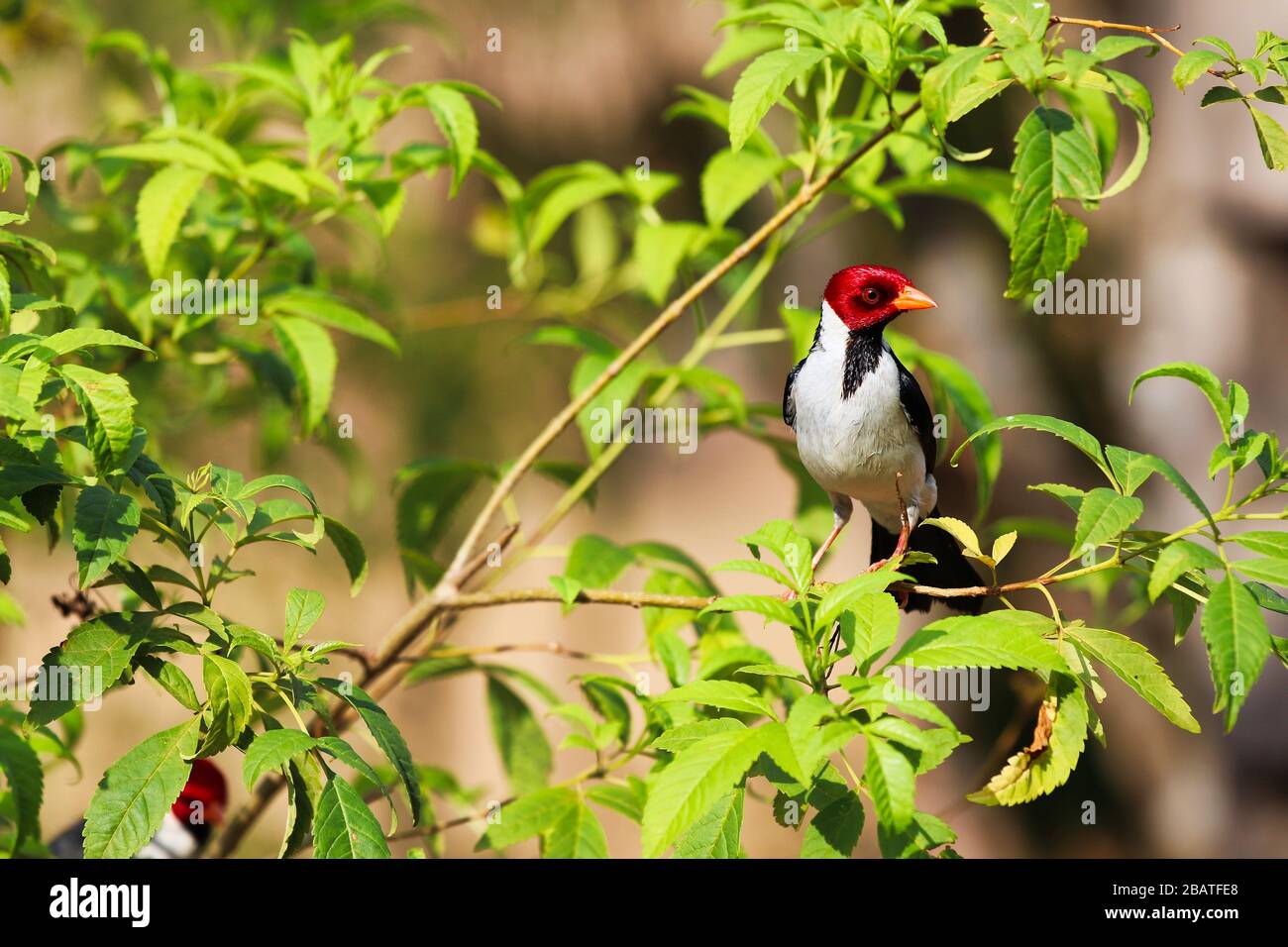 Cardinal à facturation jaune (Paroaria capitata) - Pantanal, Mato Grosso do Sul, Brésil Banque D'Images