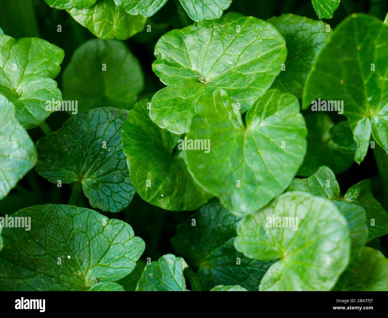 Gros plan des feuilles vertes pour le papier peint Banque D'Images