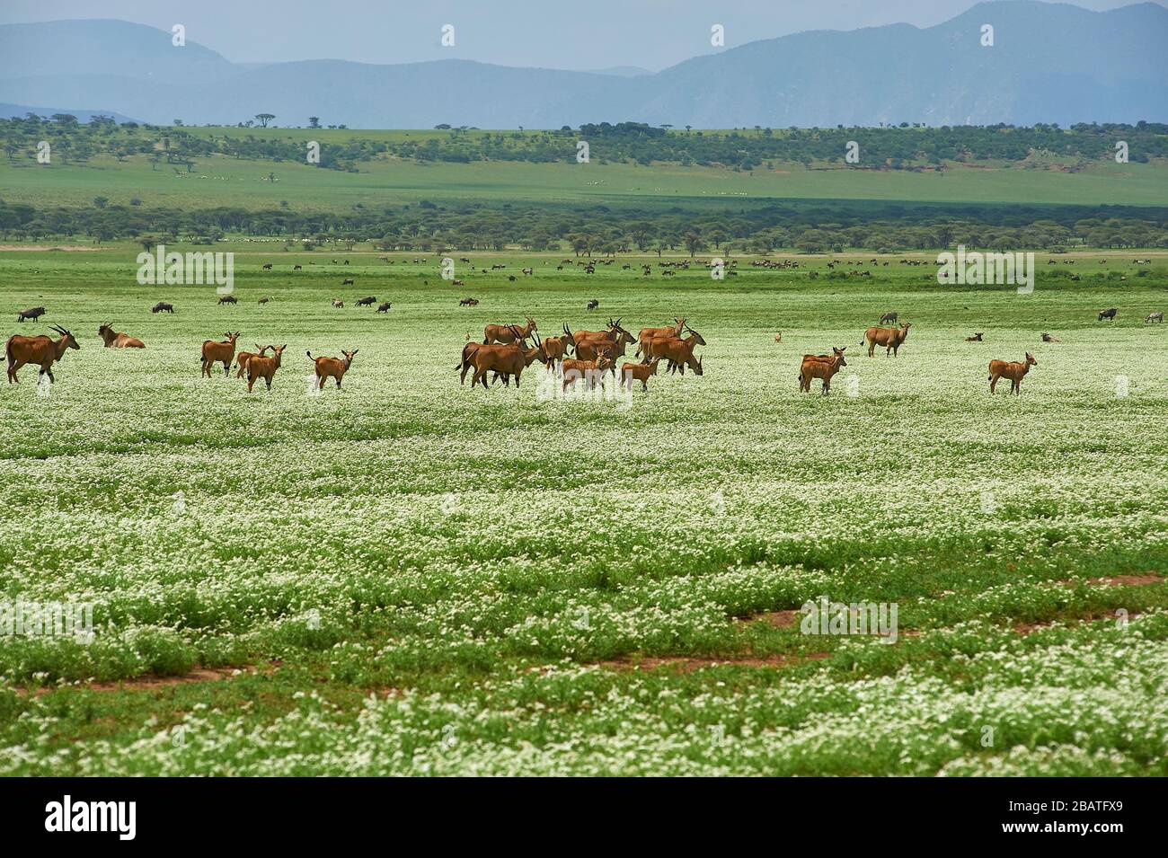 Des antilopes de terre paissent sur les plaines luxuriantes et blanches d'Oldupai en Tanzanie Banque D'Images