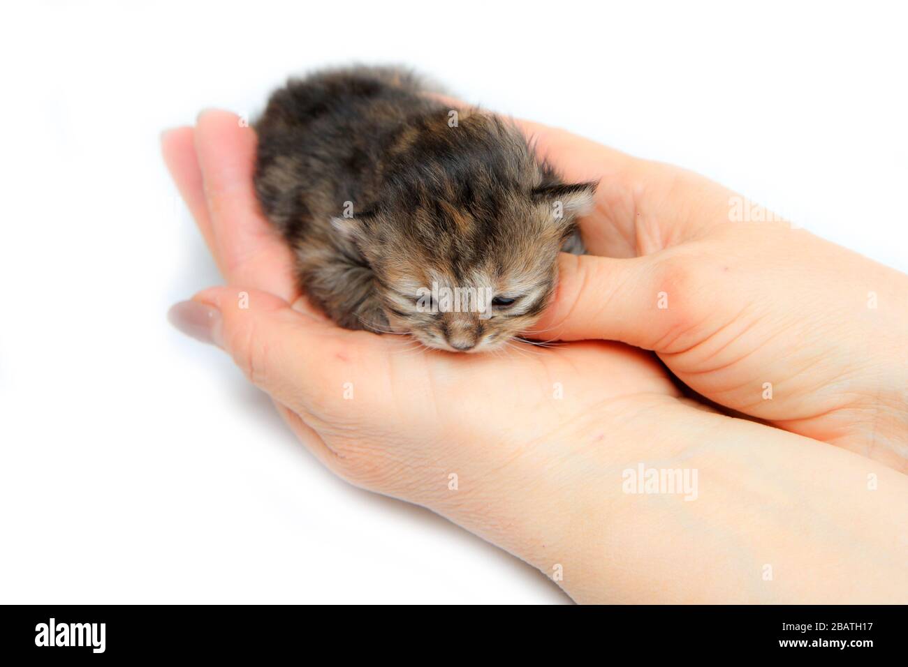 Le joli petit chaton nouveau-né tient dans les mains comme symbole de soins pour la nouvelle vie. Isolé sur fond blanc. Banque D'Images