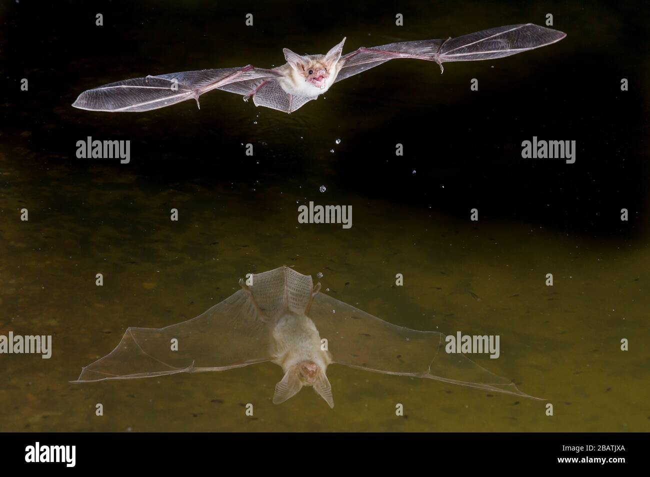 Pallid bat (Antrozous pallidus), juin, Amado, Arizona, États-Unis, par Dominique Braud/Dembinsky photo Assoc Banque D'Images