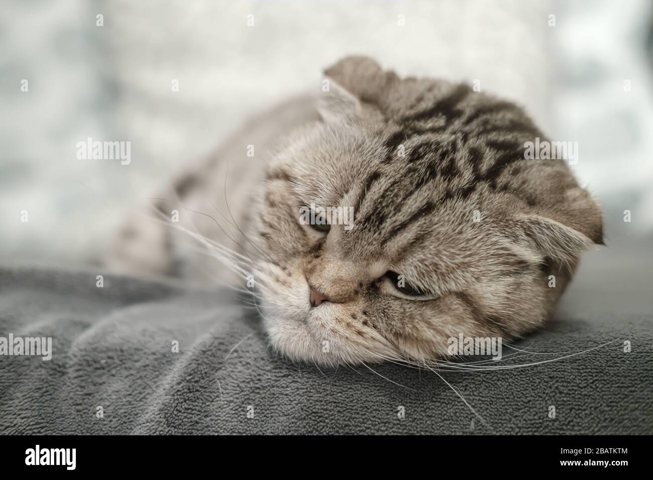 Magnifique Chat Ecossais Fold Est Deprime Elle Se Trouve Sur Un Canape Doux Avec Un Look Tres Triste Et Attentif Photo Stock Alamy