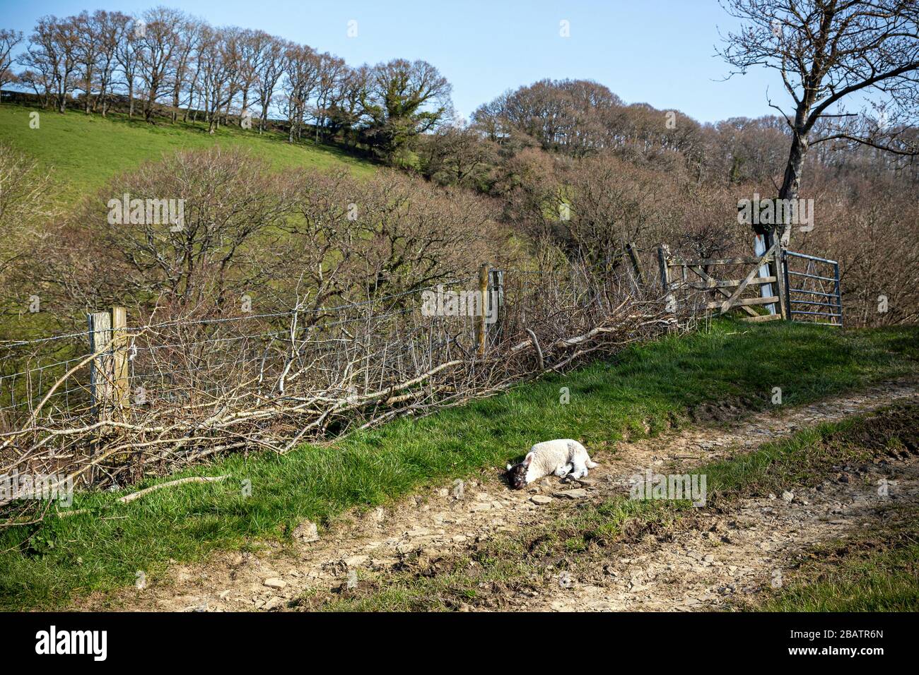 Agneau dormant au soleil de printemps, Dunsford, Devon Banque D'Images