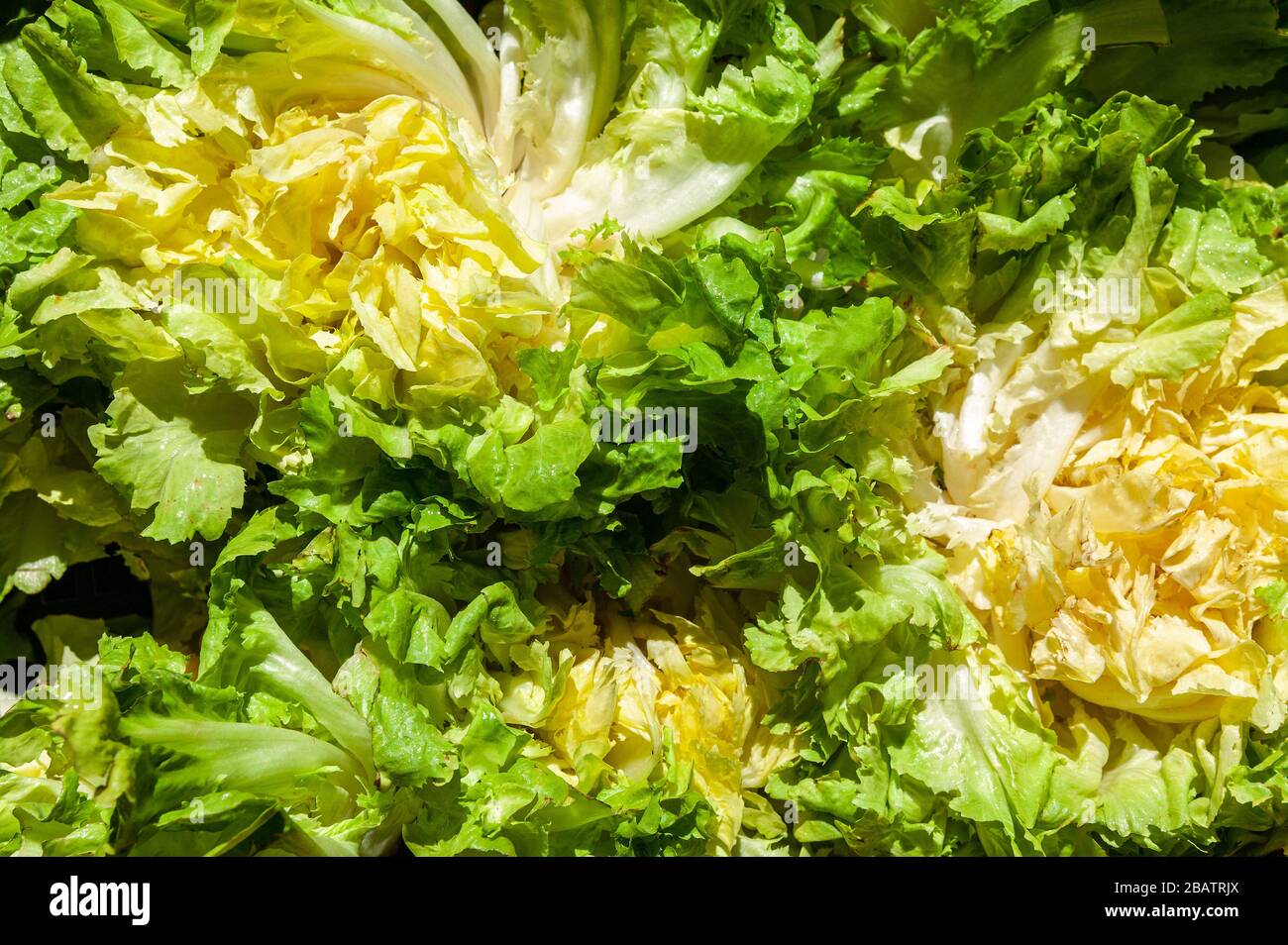 Arrière-plan de la salade Cichorium endivia, gros plan Banque D'Images