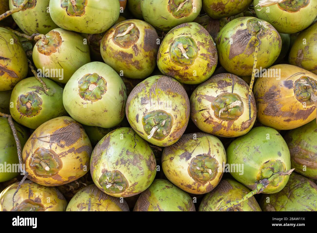 Noix de coco vertes fraîches fond de fruits Banque D'Images