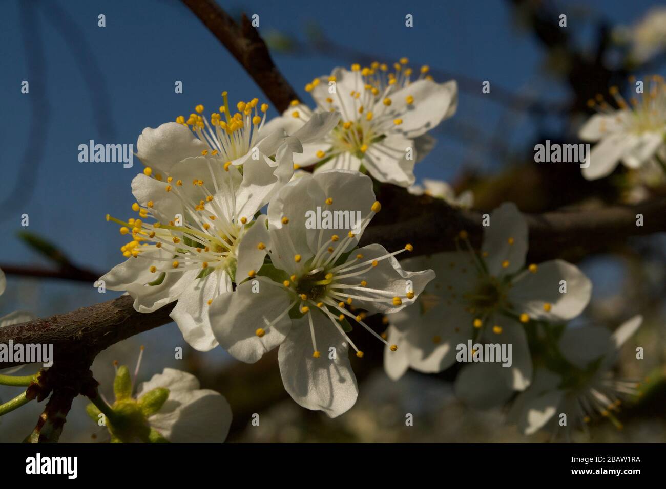 Fleur printanière sur prune / prunier arbres de la zone de croissance de Prune d'Agen dans le Lot-et-Garonne, France. Banque D'Images