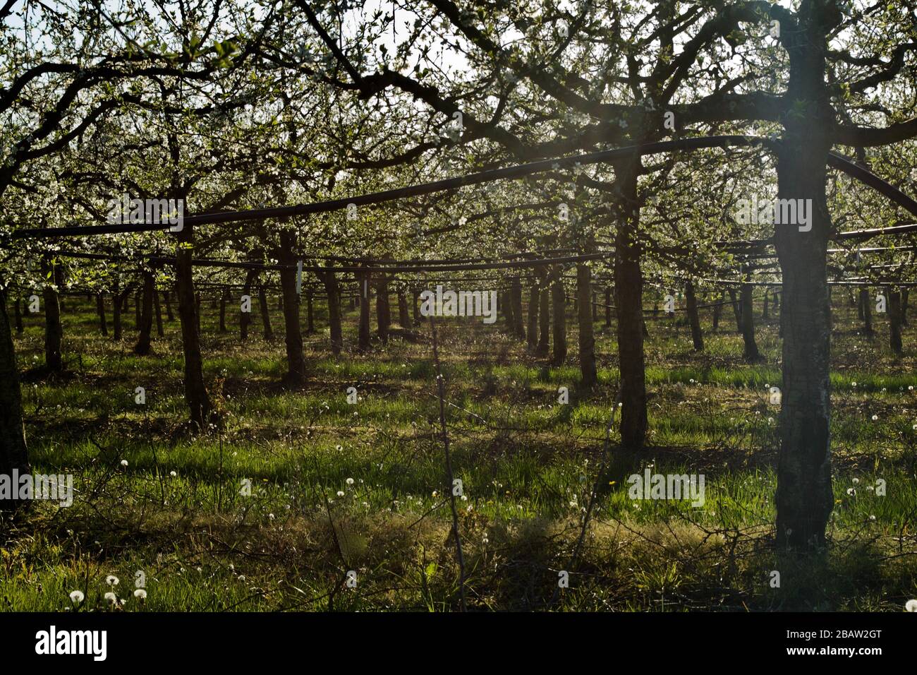 Fleur printanière sur prune / prunier arbres de la zone de croissance de Prune d'Agen dans le Lot-et-Garonne, France. Banque D'Images