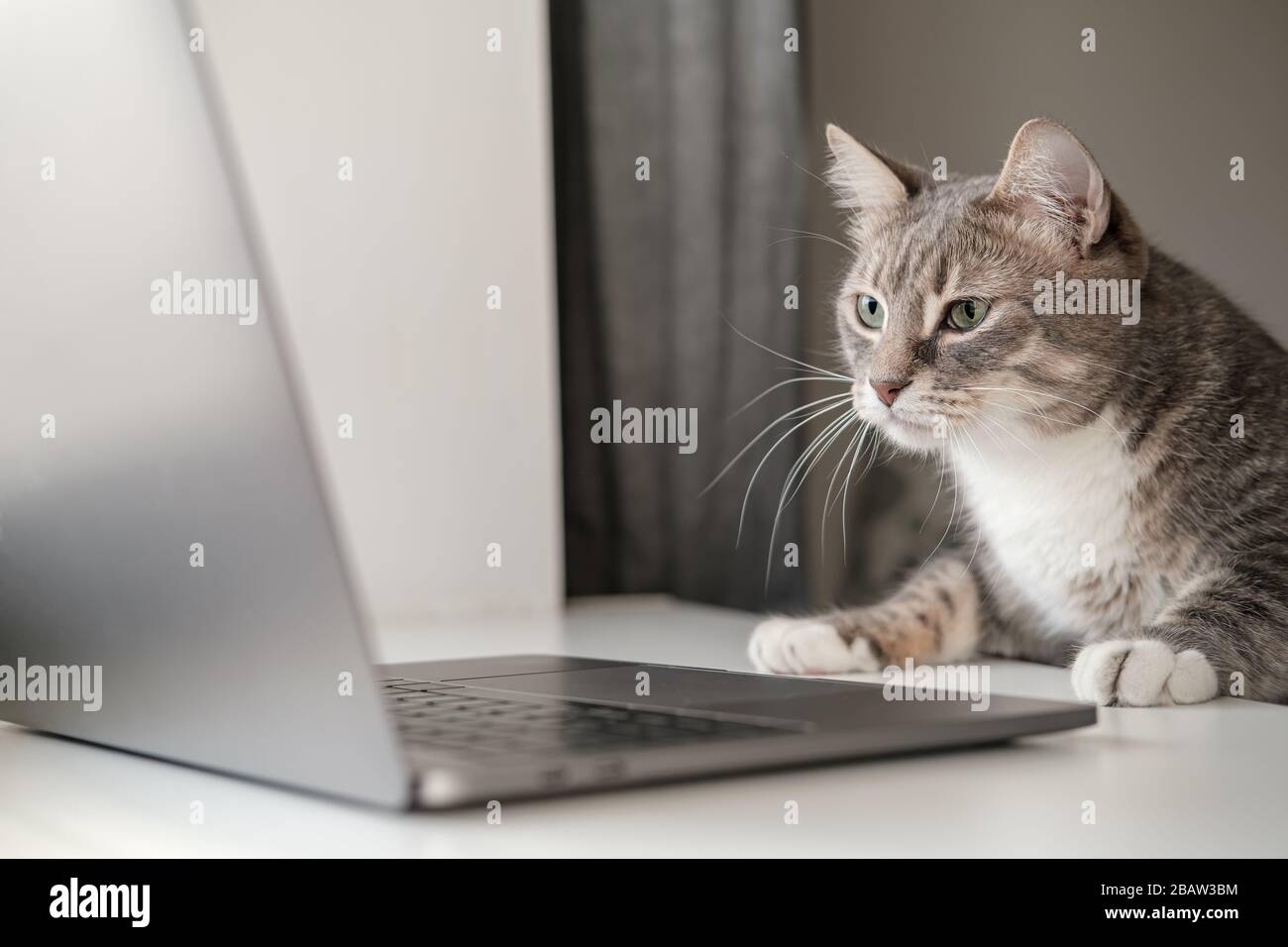 Le Chat Serieux Et Concentre Fonctionne A Distance Sur Un Ordinateur Portable Tout En Etant Assis A La Maison Style De Vie Photo Stock Alamy