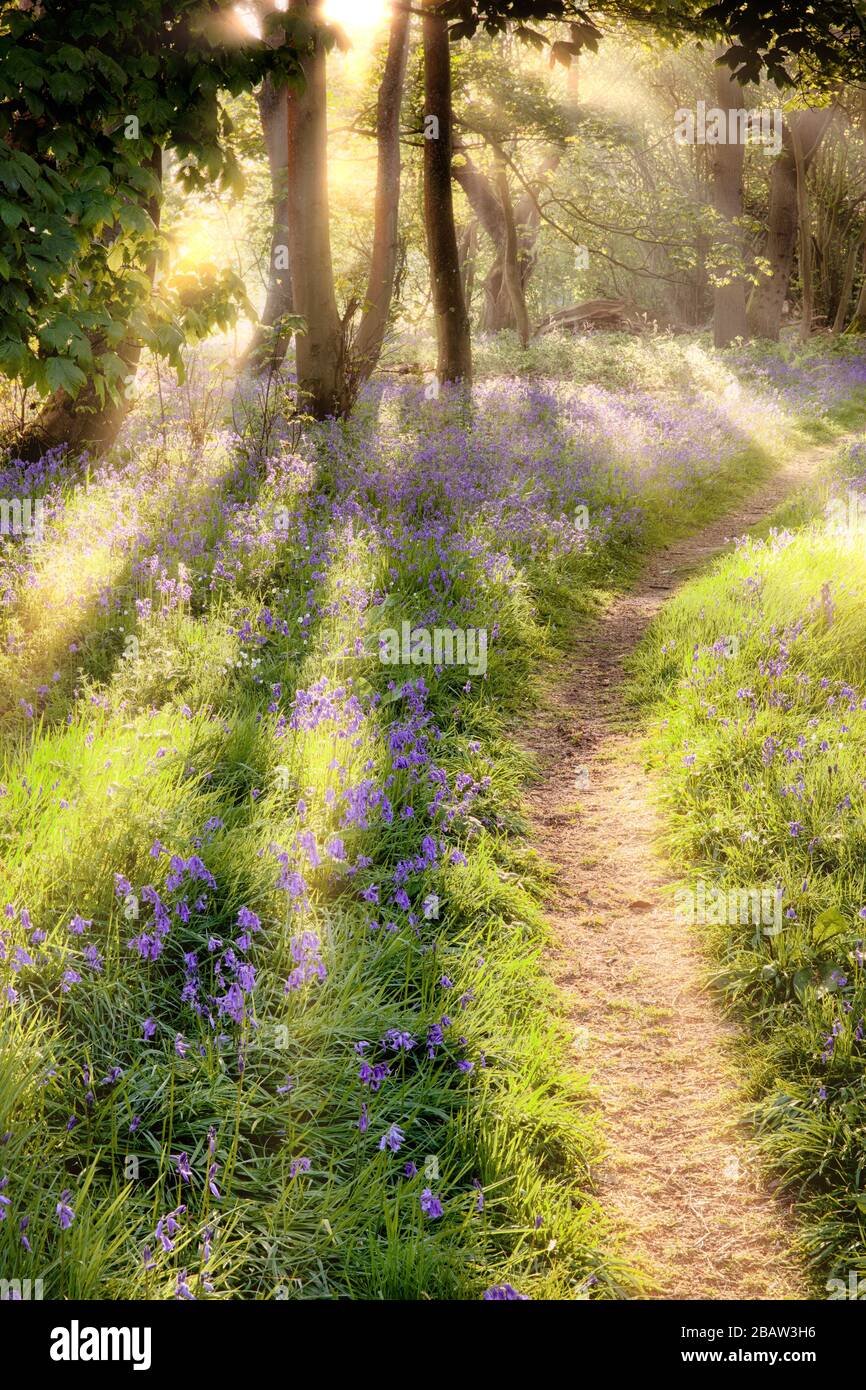 Sentier boisés Bluebell au lever du soleil. Soleil d'aube traversant les arbres avec sentier forestier menant à la distance Banque D'Images