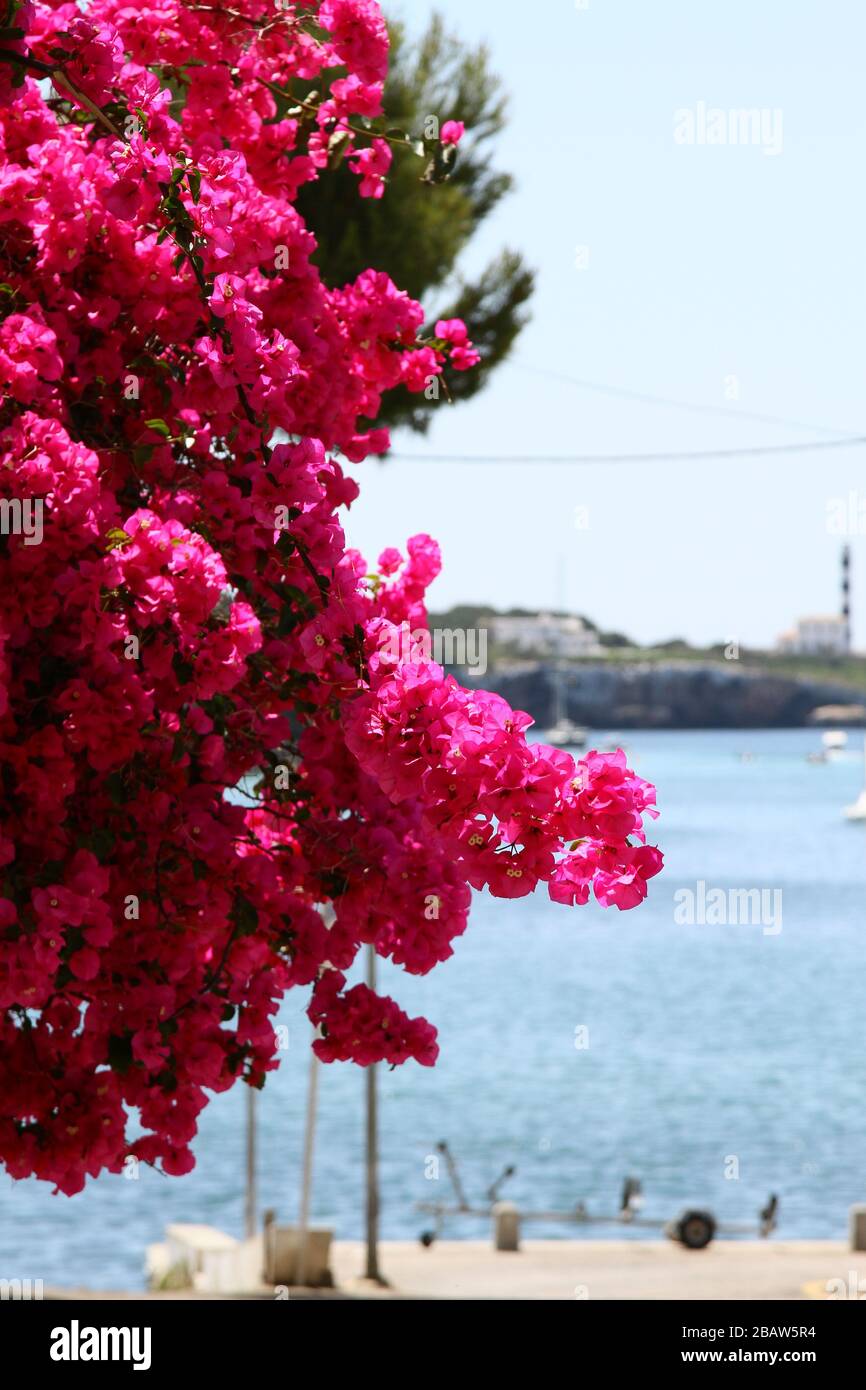 BOUGAINVILLEA FLEURS GRIMPANT SUR LE CÔTÉ D'UNE MAISON SUR L'ÎLE MÉDITERRANÉENNE DE MAJORQUE, ESPAGNE, EUROPE. Banque D'Images