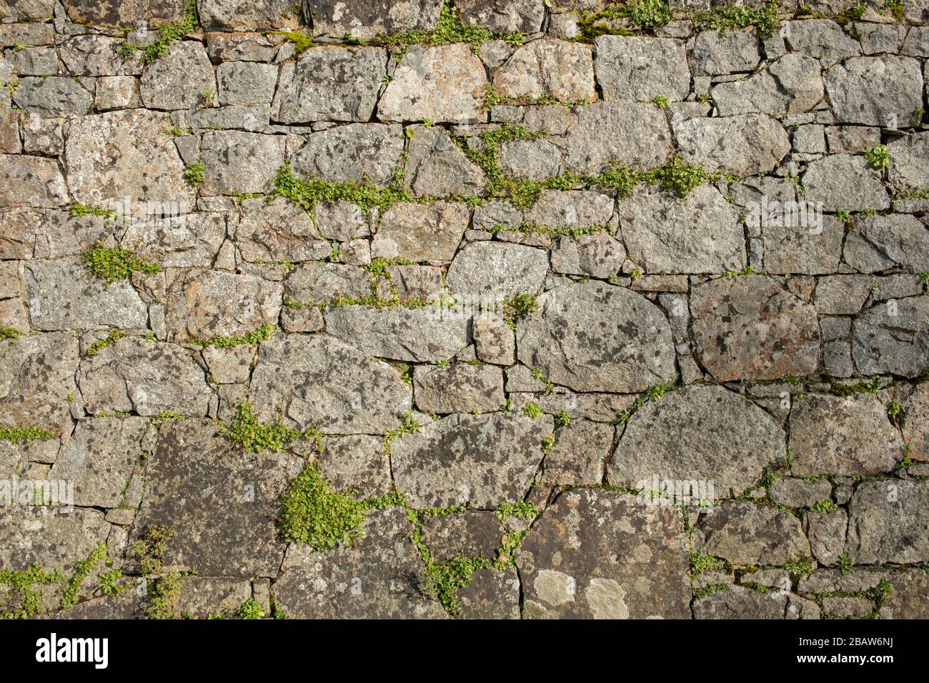 Mur naturel de granit de pierre avec des mauvaises herbes qui poussent dans les fissures, fond. Jersey, îles du canal, Banque D'Images