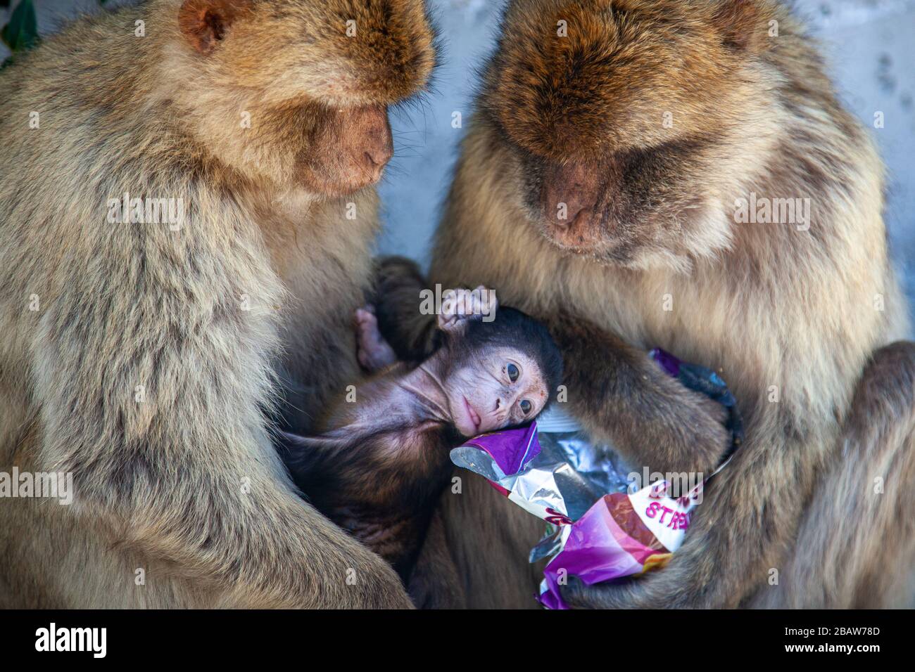 Une paire de singes barbares (Macaca sylvanus) et leur bébé mangeant des chips volés au sommet du Rocher, Gibraltar Banque D'Images