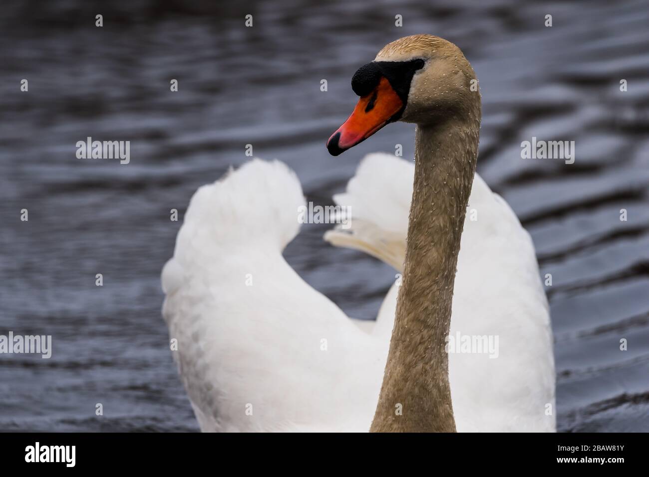 Gros plan de Mute Swan dans une position agressive avec des ailes courbés derrière la tête. Banque D'Images