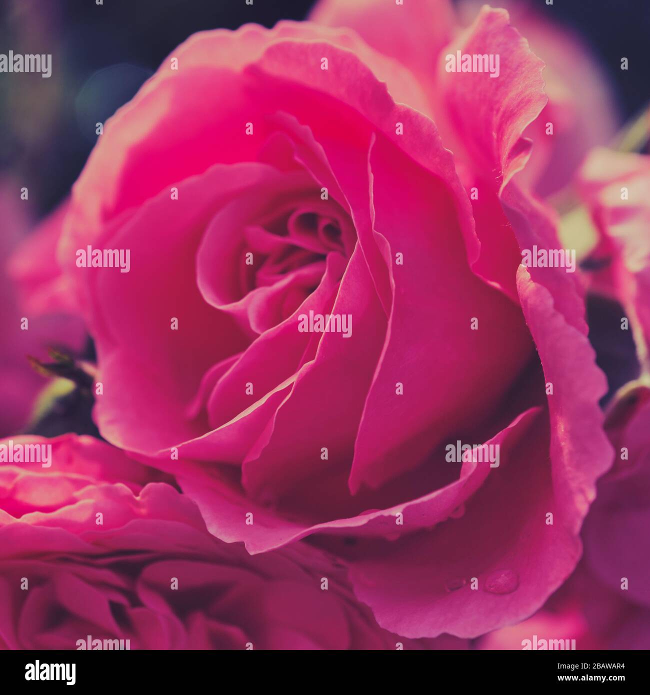 photo de couleur carrée d'une rose au soleil Banque D'Images