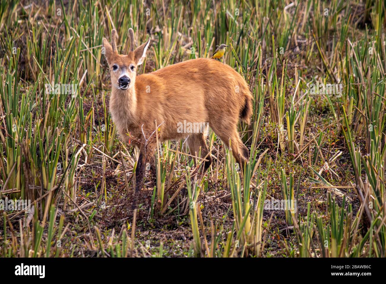 Marsh Deer, parc national d'Ibera, Argentine Banque D'Images