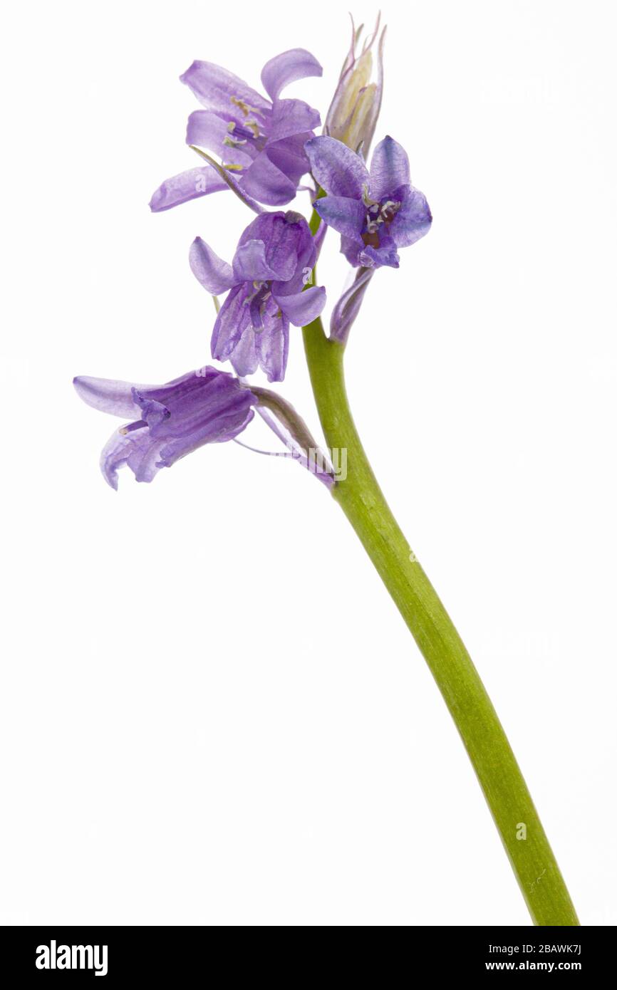 Fleur de jacinthe sauvage, lat. Jacinthoides hispanica, isolé sur fond blanc Banque D'Images