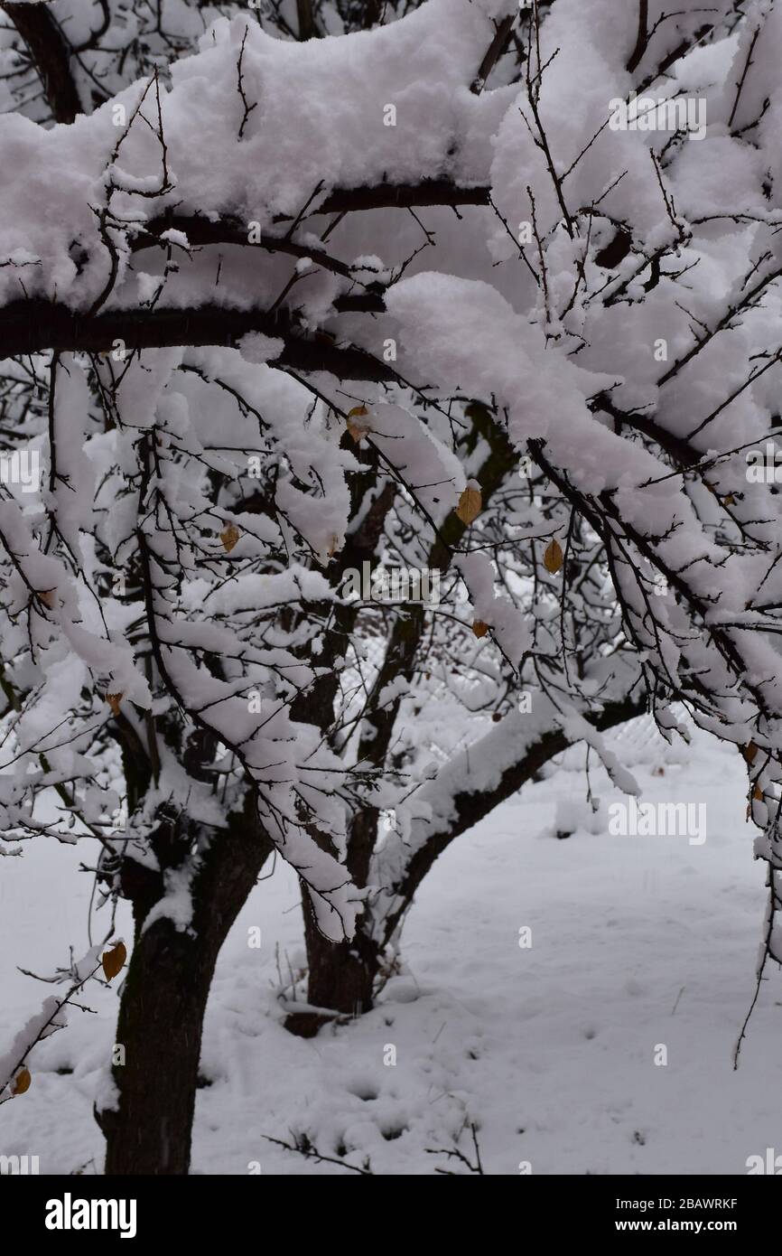 Une atmosphère idyllique. La neige couvrait le verger. Banque D'Images