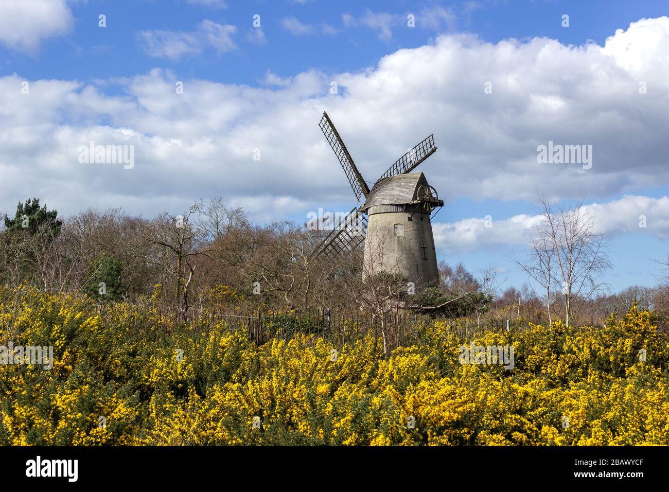 Bidston Hill, buissons fleuris et moulin à vent Bidston, Bidston, Wirral. Banque D'Images