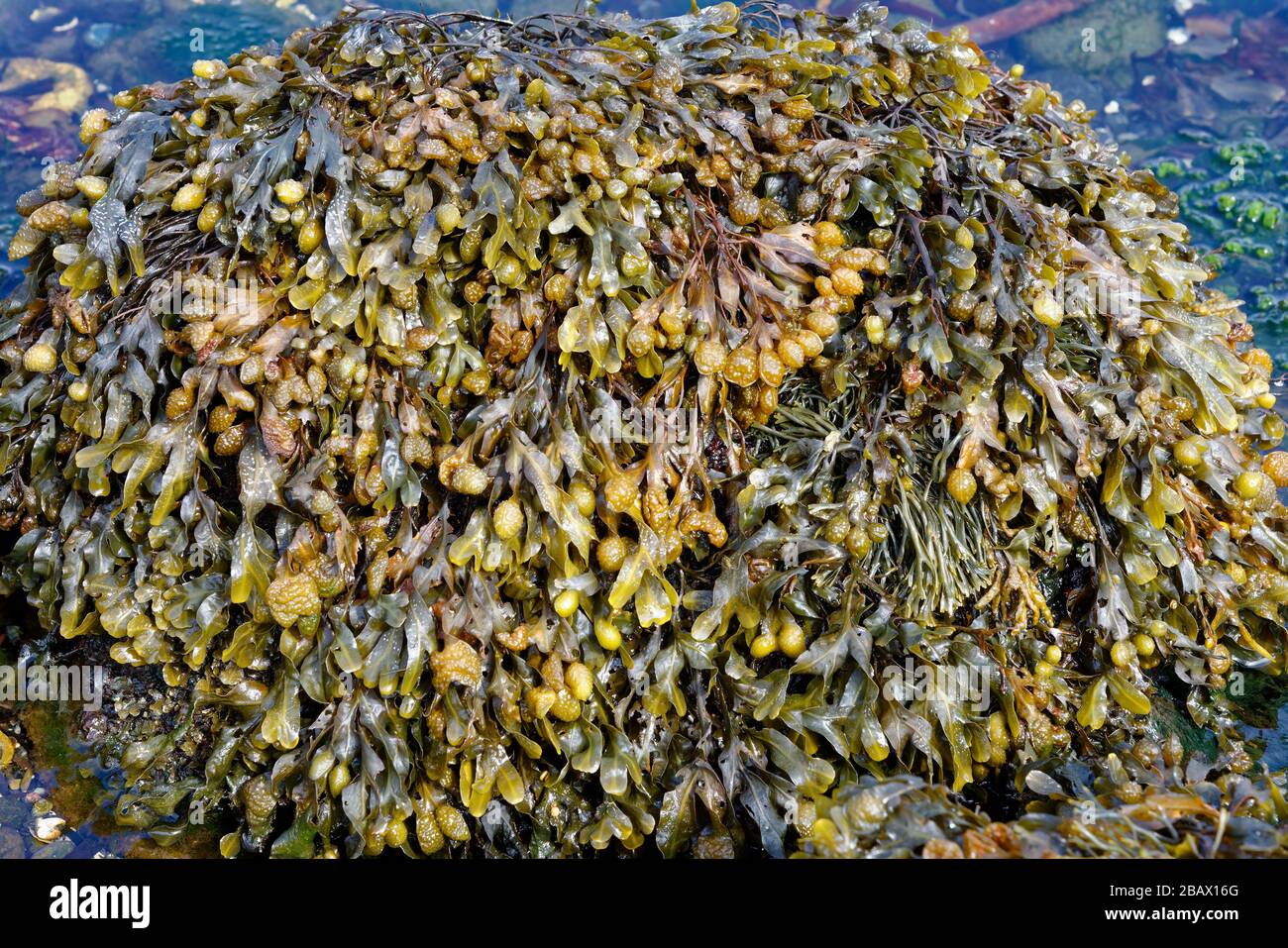 Tapis spiralé - Fucus spiralis, avec un rack canalisé - Pelvetia canaliculata Isle of Skye, Ecosse, Royaume-Uni Banque D'Images