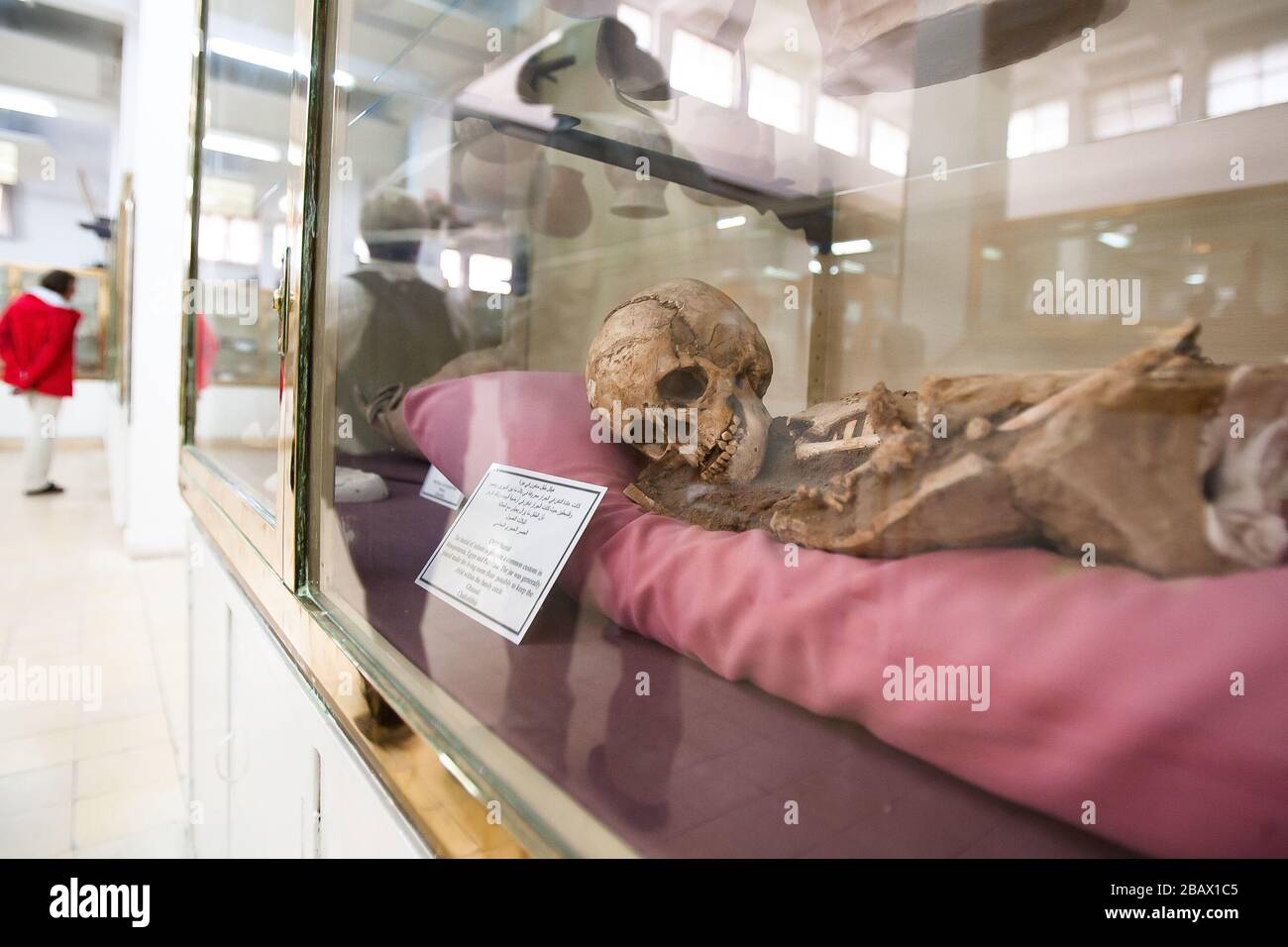 Amman, Jordanie, 3 mai 2009 : un squelette d'un bébé enterré dans un bocal est exposé au musée archéologique de Jordanie dans la Citadelle d'Amman. Banque D'Images
