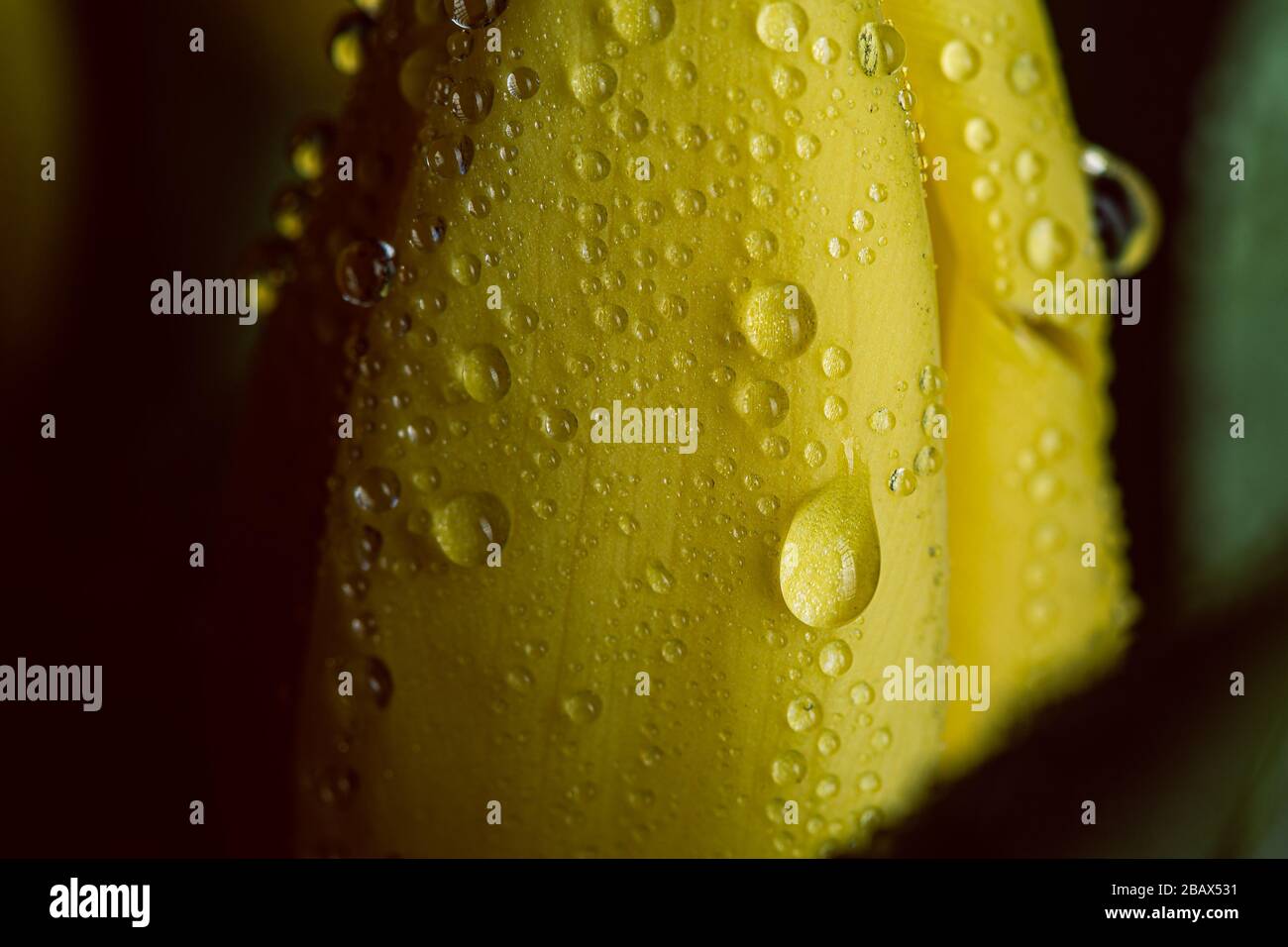 Fleurs de tulipe jaune en fleur avec des gouttes d'eau se rapproche encore sur un fond noir sur une décoration de fleur funéraire Banque D'Images
