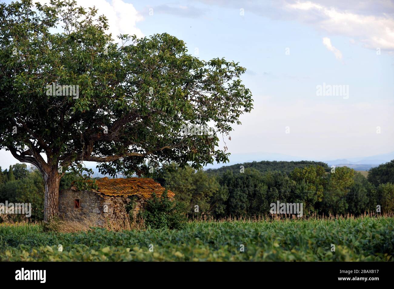 Champ d'agriculteur vert en été près de Castelnaudary, dans le sud de la France Banque D'Images